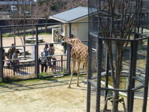 京都市動物園きりん