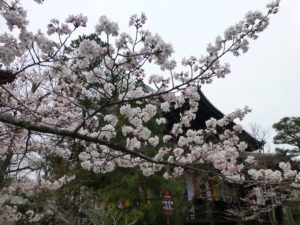 知恩院桜