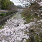 ２０１７年の京都の桜。